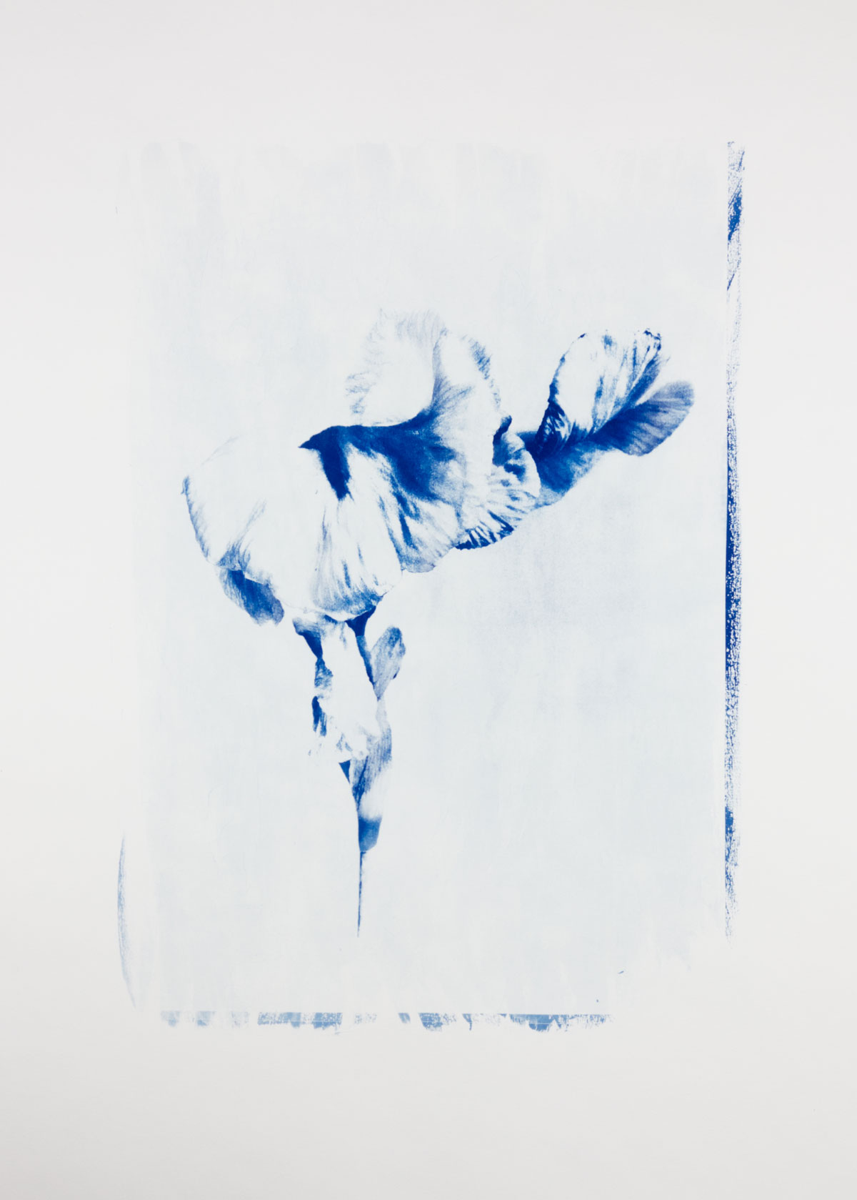 Ulrike Von Quast Cyanotypie